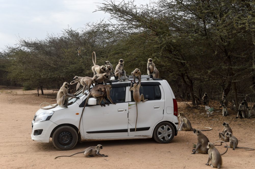 Monkeys climb on a car as they are being fed with potatoes by a resident at Ode village on March 25, 2020.