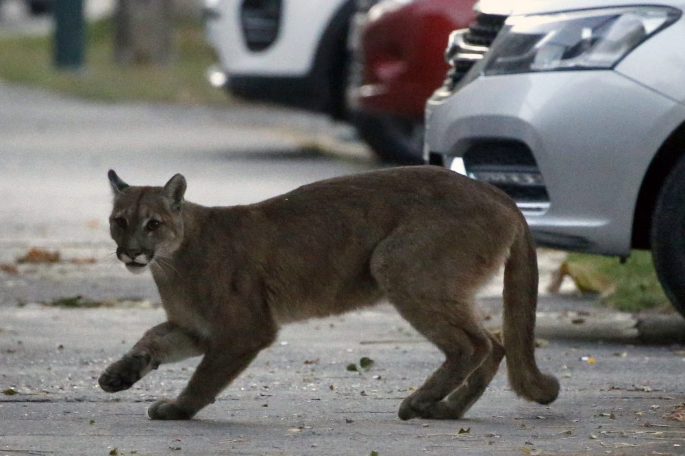 An approximately one-year-old puma is shown in the streets of Santiago, Chile on March 24, 2020.