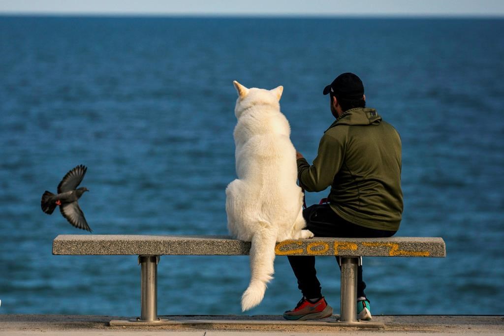 A man sits with his dog on a bench as they watch the Mediterranean sea in Barcelona, Spain, Sunday, April 26, 2020 as the lockdown to combat the spread of coronavirus continues. From Sunday, children under 14 years old will be allowed to take walks with a parent for up to one hour and within one kilometer from home, ending six weeks of compete seclusion. 