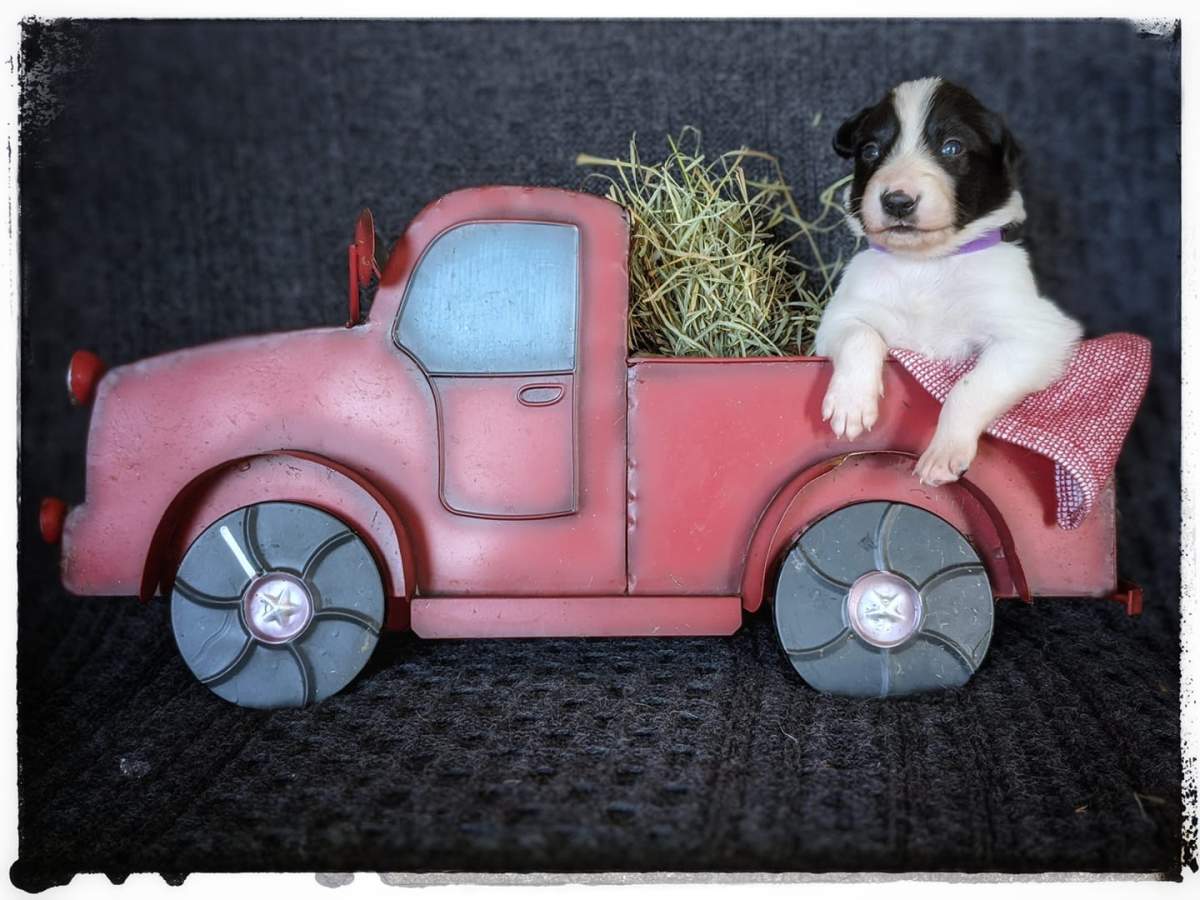 Fritter was among the puppies heading to Canada.