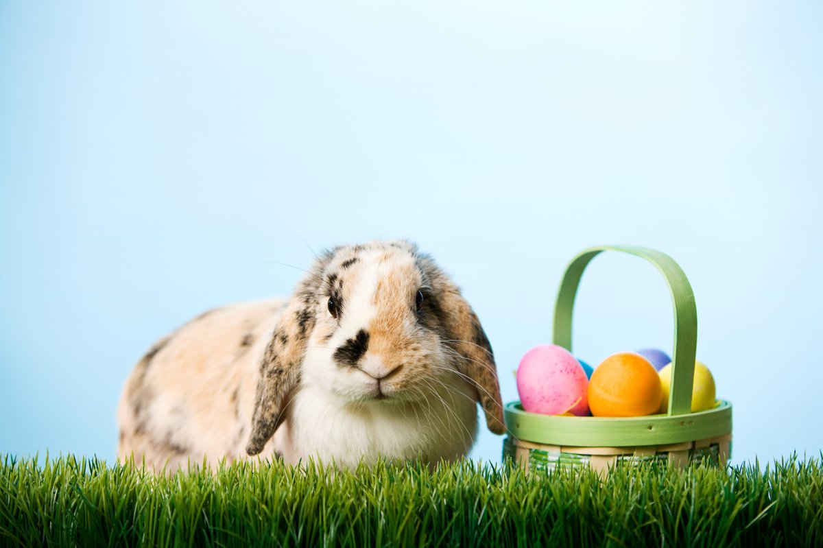 The Easter Bunny is clear to visit Barrie this weekend.