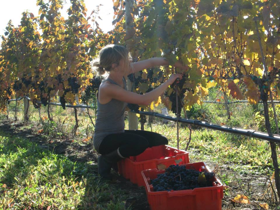 Alix Longland picking grapes on an Okanagan farm.
