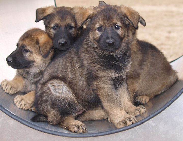 Contest names RCMP’s 2020 litter of future police dogs