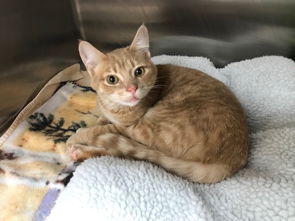 The jackpot is currently over $15,000 with half going to one winning ticket on May 17th. Proceeds from the draw will go back to the Guelph Humane Society.