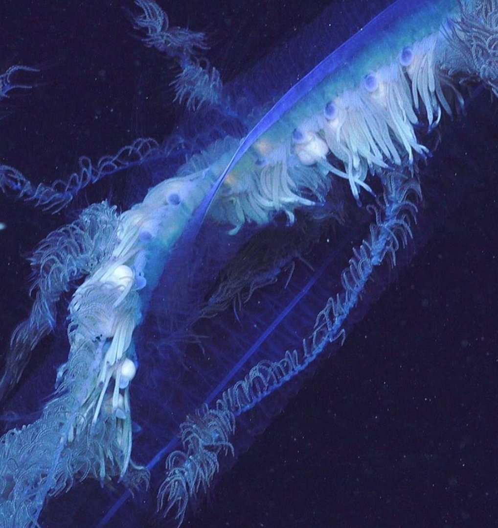 Una enorme criatura marina sifonófora Apolemia se muestra en este primer plano.