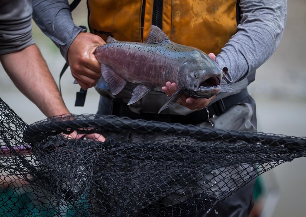 Stuart LePage, of Fisheries and Oceans Canada, sprints to place a salmon in a vessel to be lifted by a helicopter and transported up the Fraser River past a massive rock slide near Big Bar, west of Clinton, B.C., on Wednesday July 24, 2019. THE CANADIAN PRESS/Darryl Dyck.