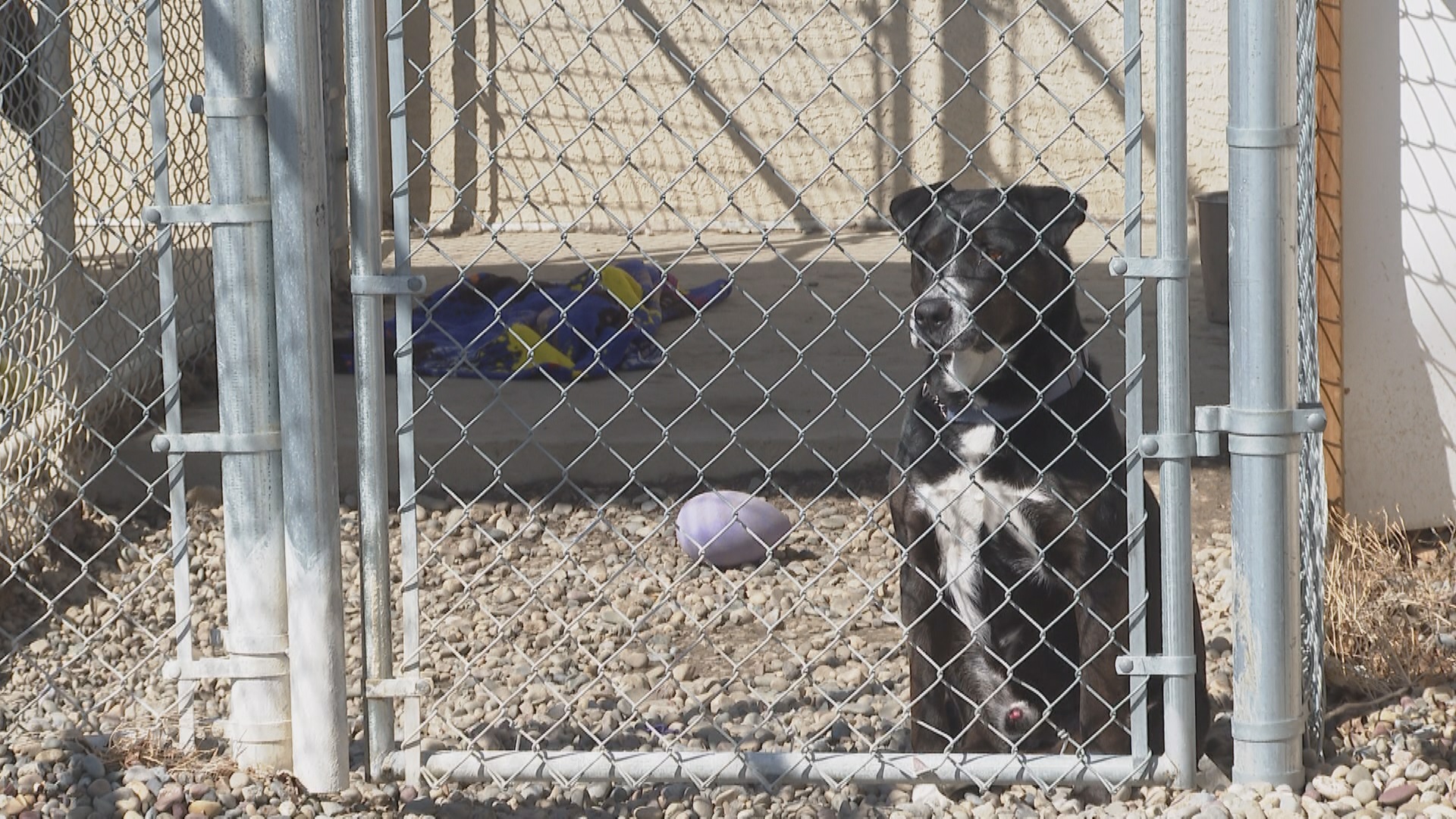 Lethbridge Sees Surge In Abandoned Surrendered Pets As Adoption Numbers Rise Lethbridge Globalnews Ca