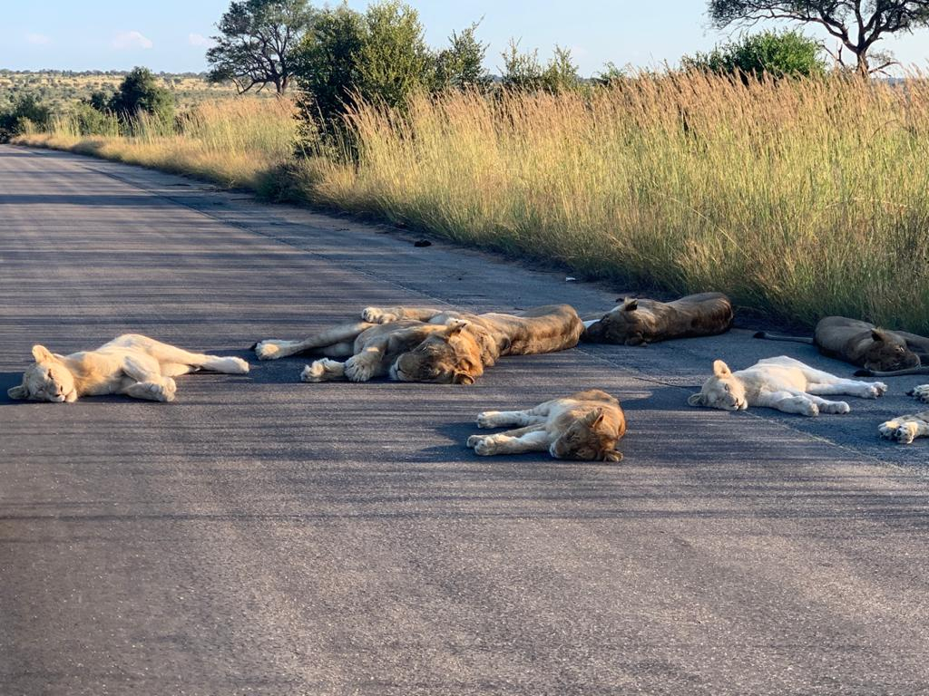 As tourism slows down in South Africa due to COVID-19, a lion pride took a cat nap in the middle of a road.