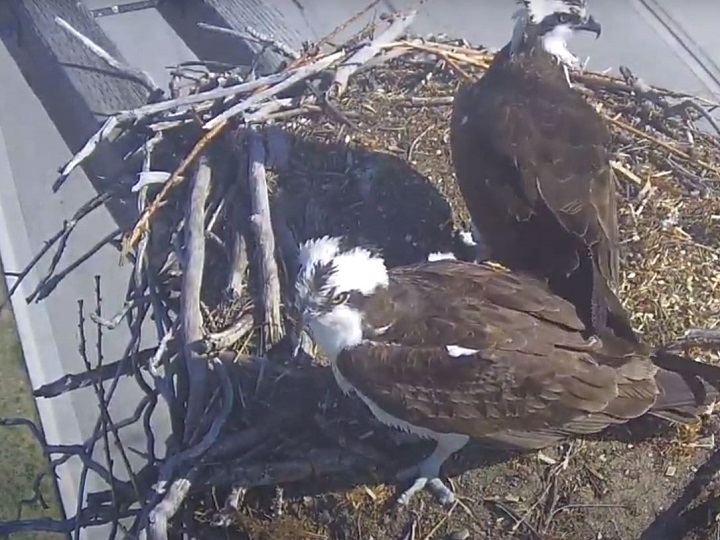 A webcam in Osoyoos, B.C., showing two ospreys in their nest atop a de-energized power pole.