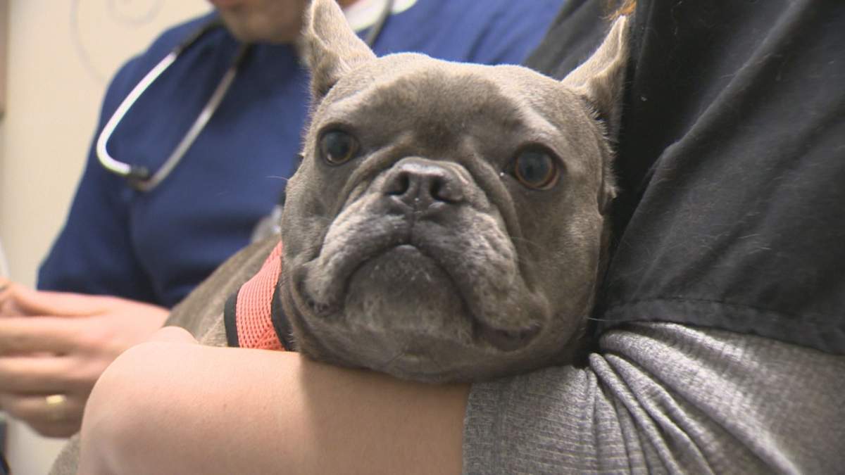 COVID-19 testing is now available for cats, dogs and ferrets in the Okanagan, but it will cost the pet owner approximately $200. 
