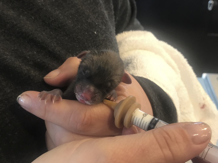 A fox kit being fed.