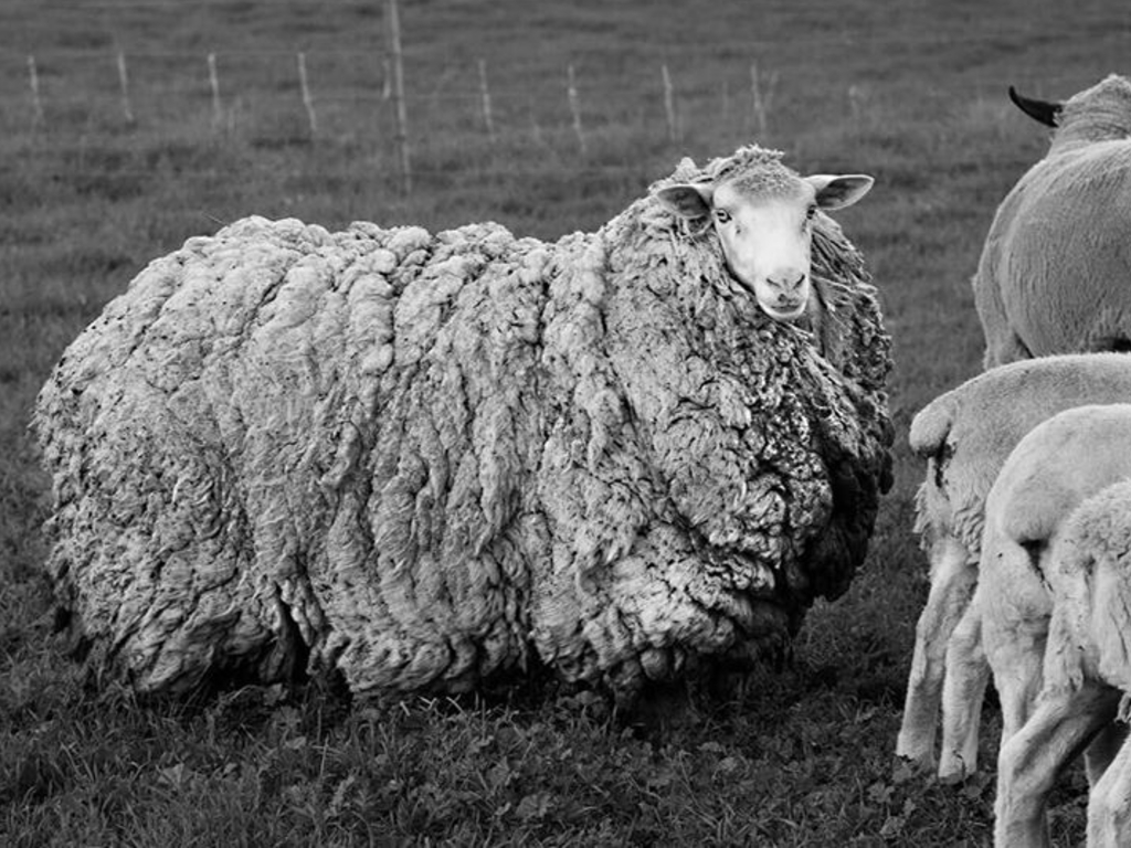 Prickles the sheep turned to their Tasmanian home with seven years of fleece growth.
