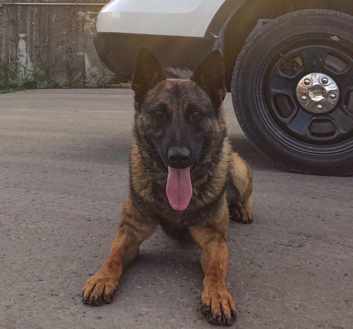 Peterborough Police Service dog Chase located a break-and-enter suspect on Wednesday night.