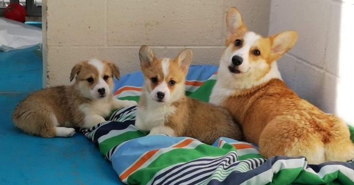 Bonnie (left) and Henry (right) were recently adopted.