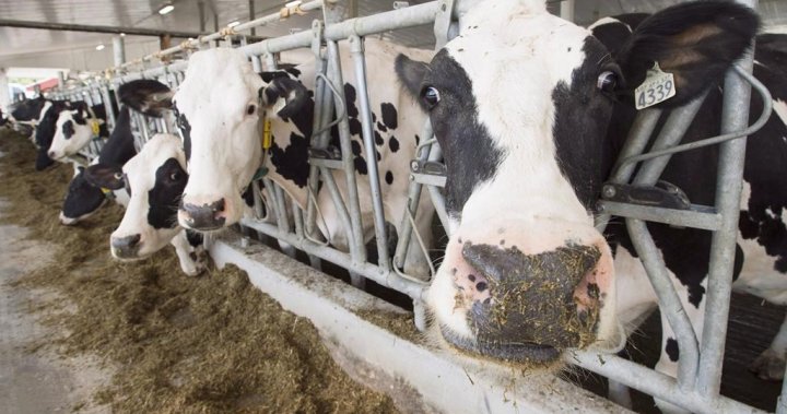 Dairy dispute trade panel ruling leaves both Canada, U.S. claiming victory