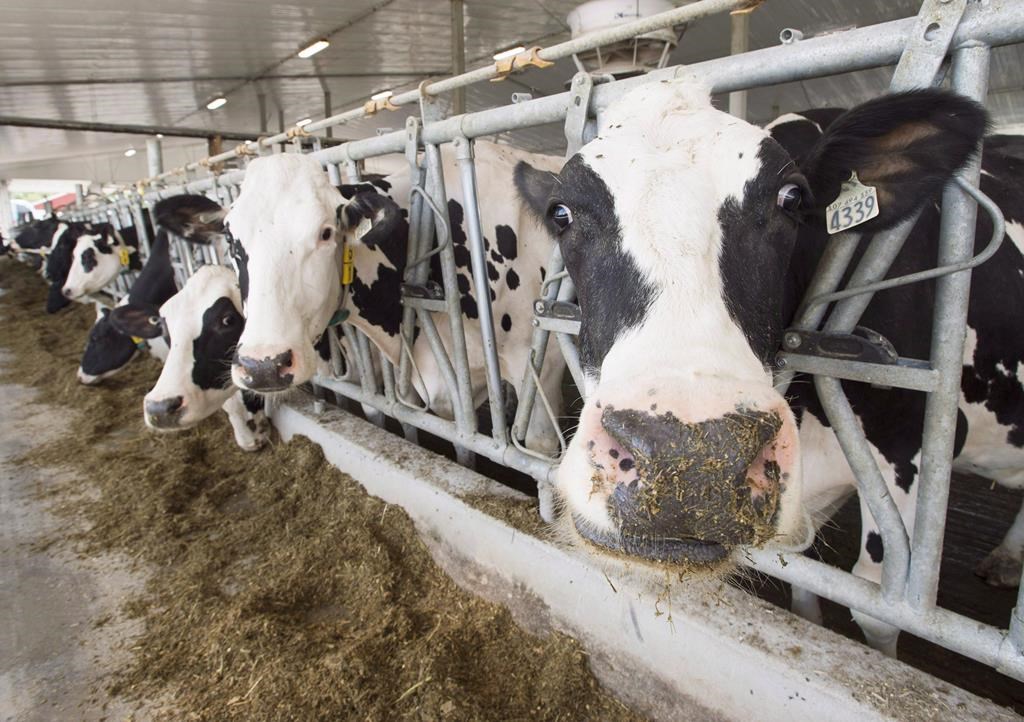 Canadian dairy prices are increasing by 8.4 per cent in 2022.