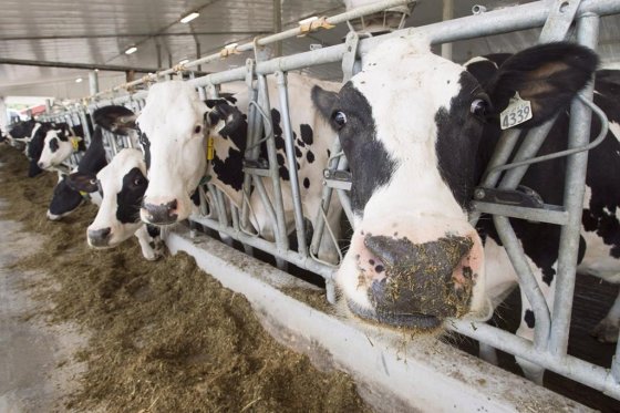 Canadian dairy prices are increasing by 8.4 per cent in 2022.