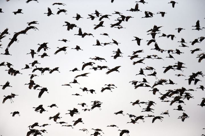 Sandhill cranes come in for a landing near Gibbon, Neb., on March 15, 2018. 