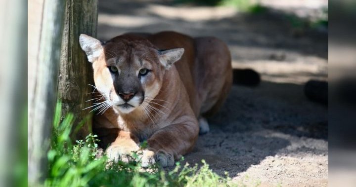 Kelowna residents dealing with multiple cougar sightings