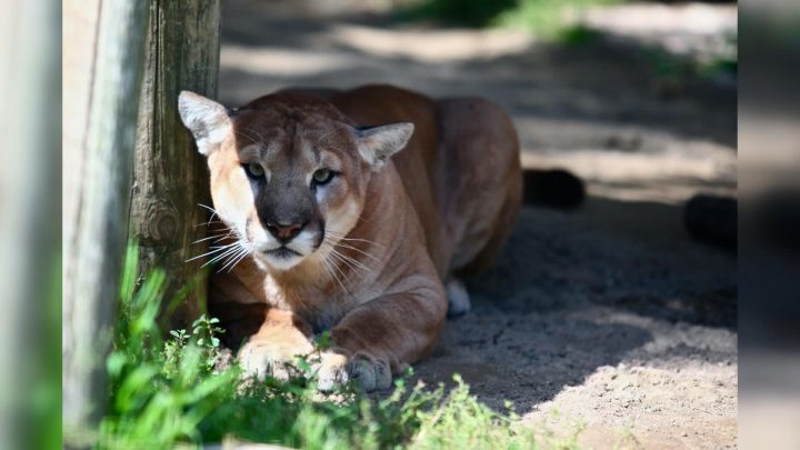 Jethro the cougar dies from heart disease at the Saskatoon zoo