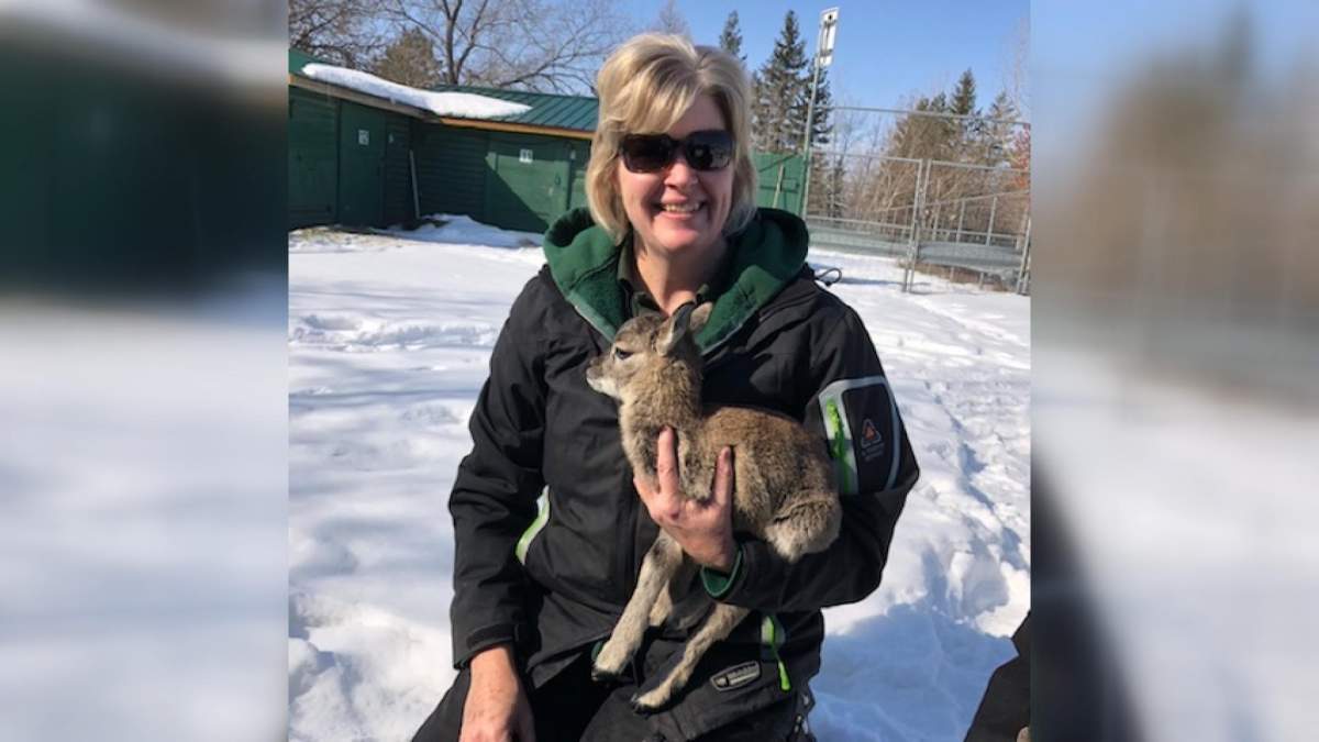 Two baby mouflon sheep — a male and a female — were recently born at a Saskatoon zoo.