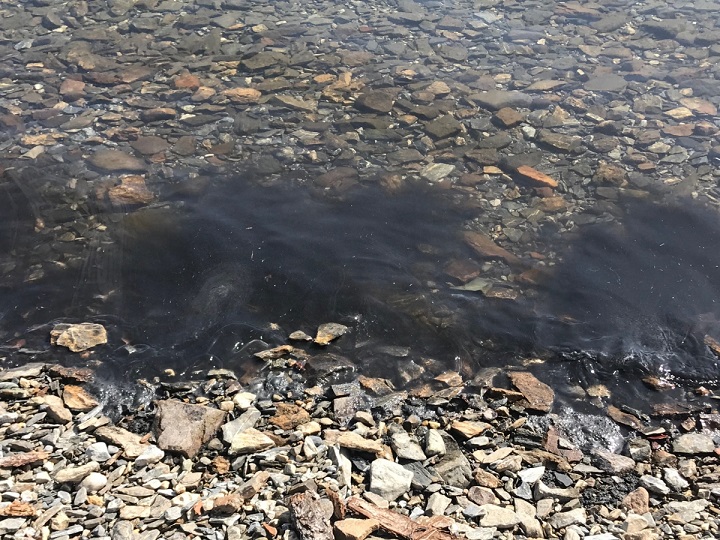 The Columbia Shuswap Regional District said the bloom is suspected to be cyanobacteria, commonly known as blue-green algae, and is approximately 30 metres wide.