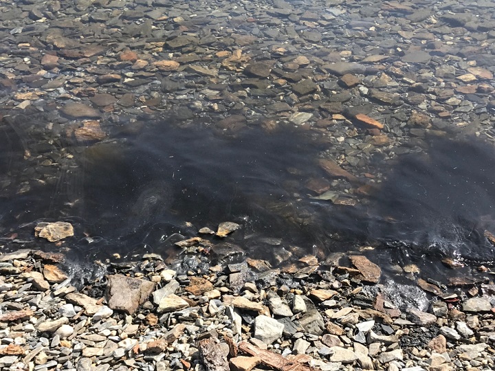 The Columbia Shuswap Regional District said the bloom is suspected to be cyanobacteria, commonly known as blue-green algae, and is approximately 30 metres wide.