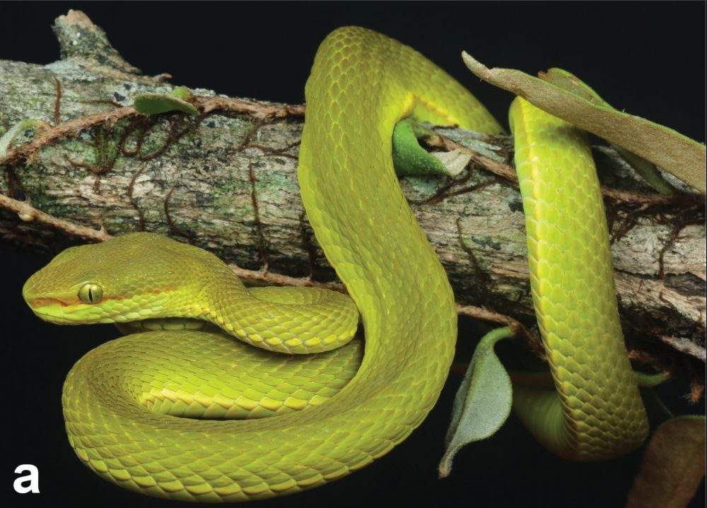 A male Trimeresurus salazar snake is shown in this handout photo.