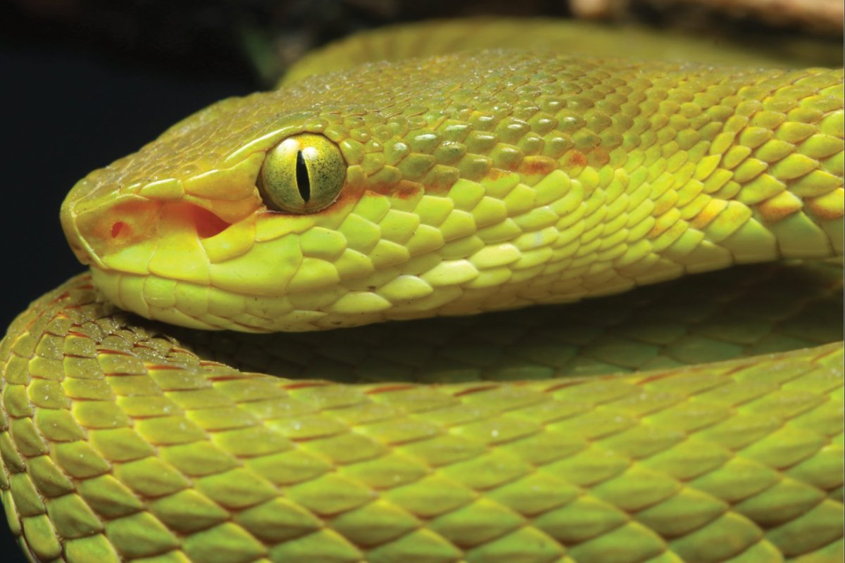 A male Trimeresurus salazar snake is shown in this handout photo.