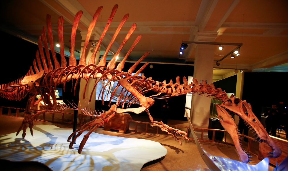 A skeleton model of a Spinosaurus is seen at the exhibition “Spinosaurus” at the Natural History Museum in Berlin, Germany, Feb. 8, 2016.