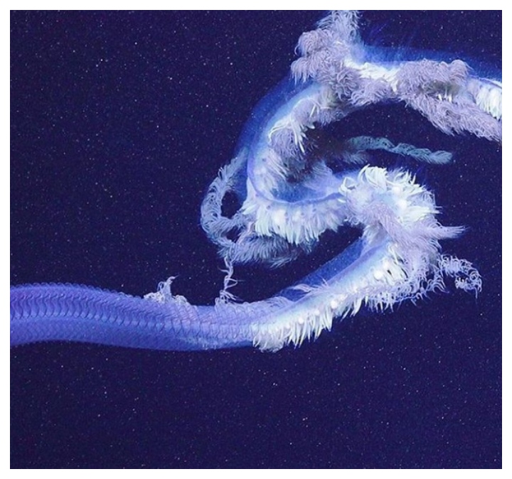 A huge siphonophore Apolemia sea creature is shown in this close-up view.