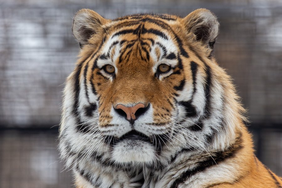 An Amur tiger at Assiniboine Park Zoo.