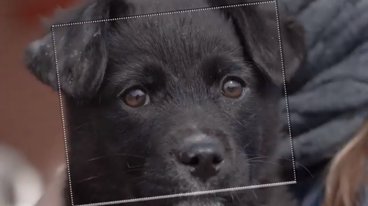 Niagara SPCA begins first-ever online pet adoptions amid coronavirus pandemic - image
