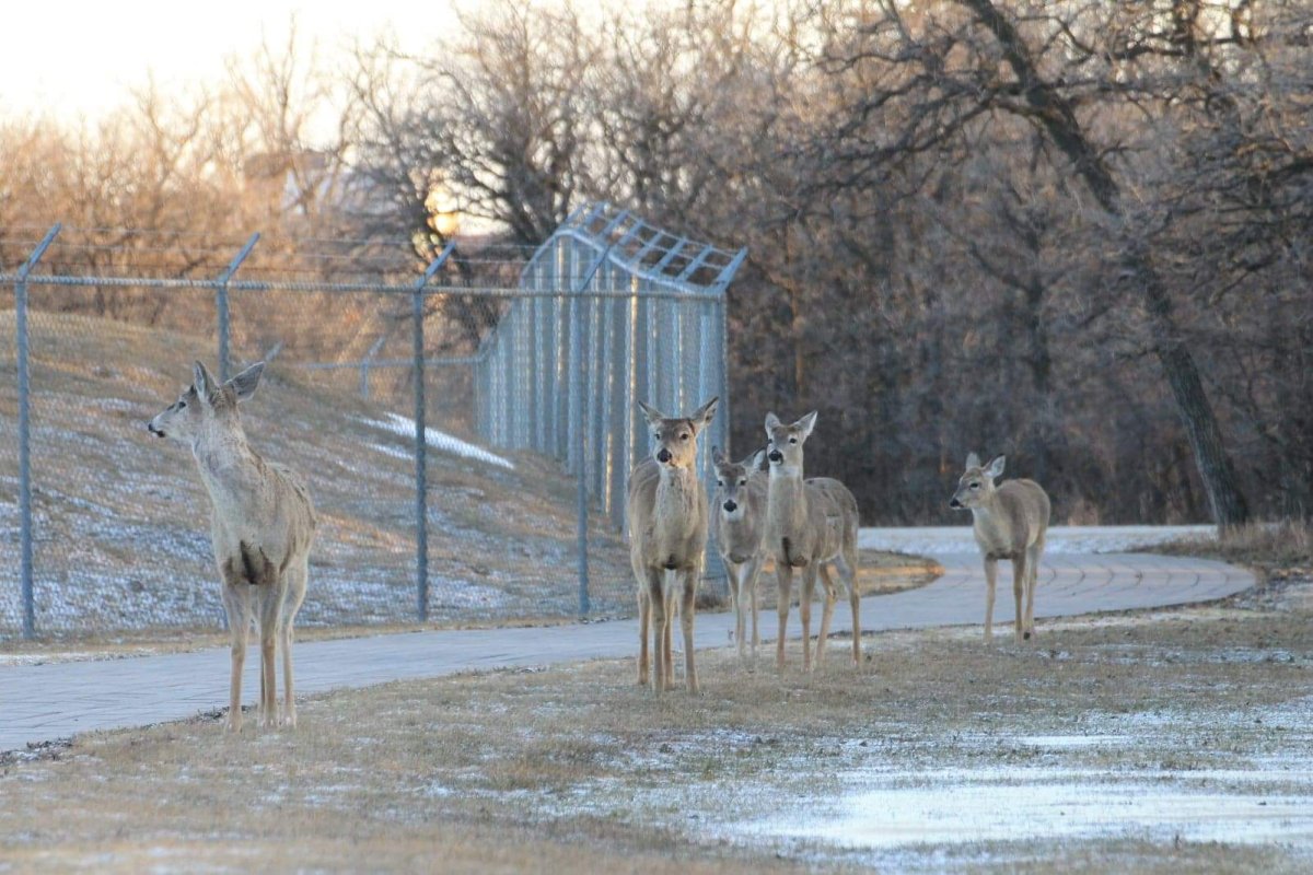 FILE: A herd of deer roam along a pathway at Assiniboine Park.