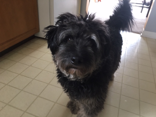 The Hamilton/Burlington SPCA (HBSPCA) and Zachary’s PAWS for Healing (ZPFH) will care for pets belonging to persons hospitalized for treatment related to coronavirus. 
 