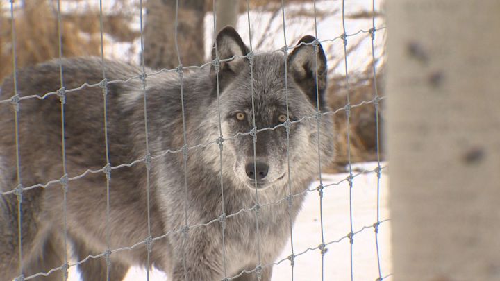 Alberta wolfdog sanctuary appeals for support to survive COVID-19 pandemic - image