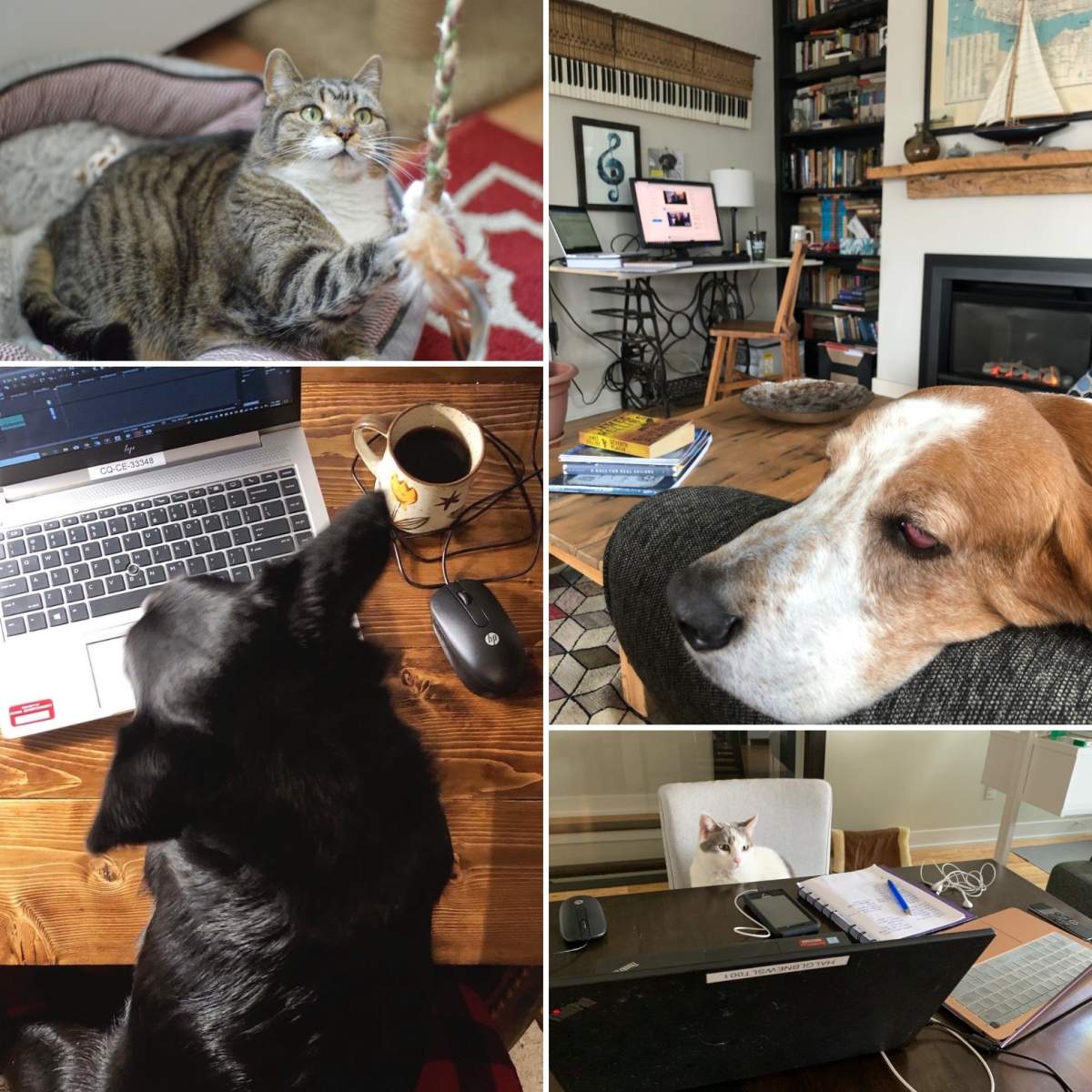 Like many Canadians working from home, pets are keeping Global News staff company during self-isolation.