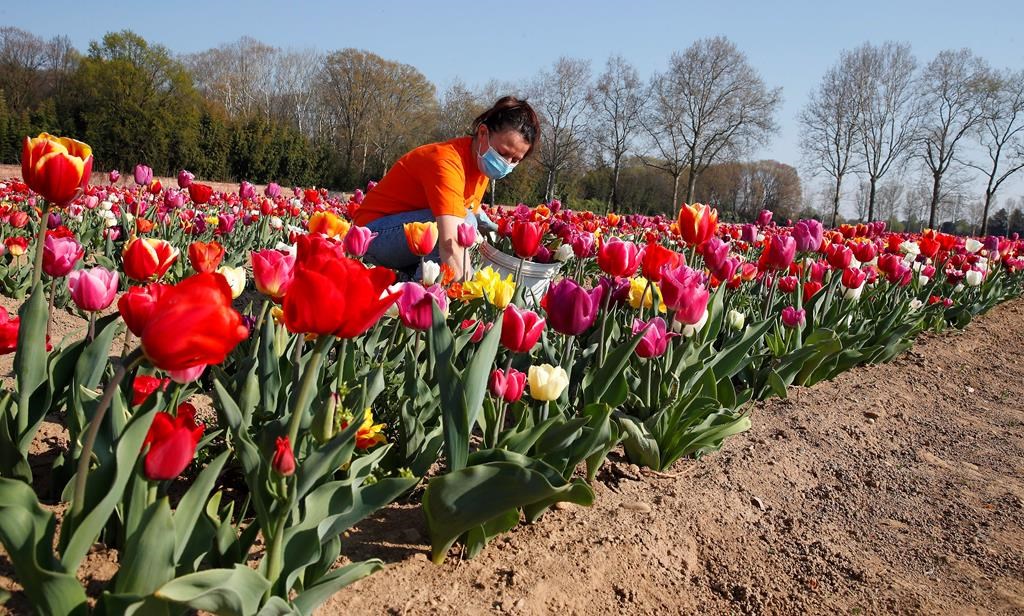 A woman wearing a sanitary mask to protect against the novel coronavirus picks tulip flowers to be home delivered, in the "Tulipani Italiani" tulip field in Arese, near Milan, Italy, Tuesday, April 7, 2020.