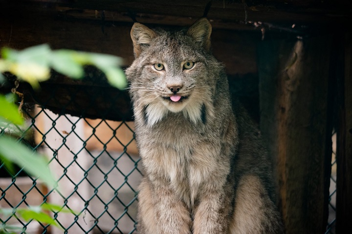Xena, one of the zoo's Canadian lynx. 