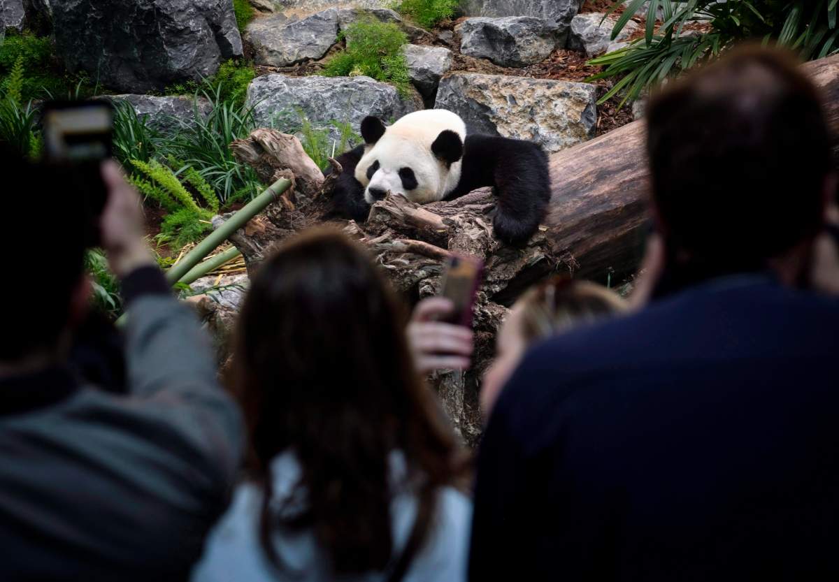 Da Mao, an adult male panda bear, looks on as media photograph him at the Calgary Zoo during the opening of its giant panda habitat, Panda Passage, on Monday, May 7, 2018.