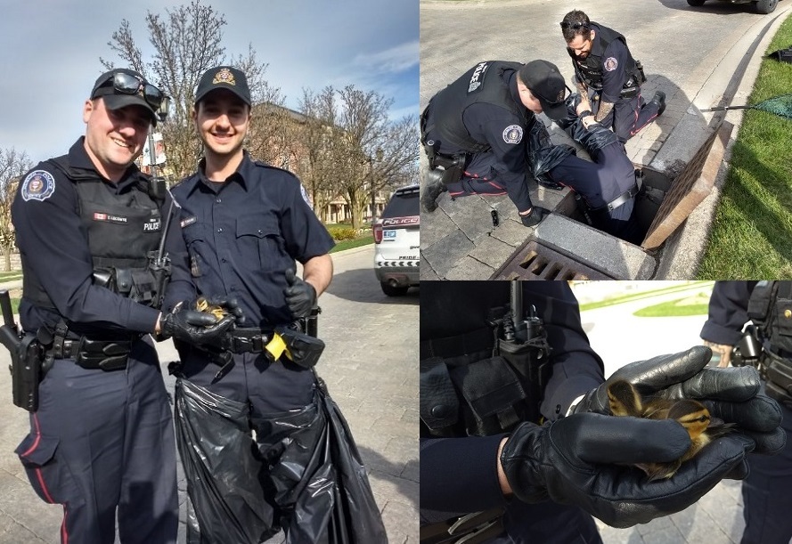 Guelph police rescued ducklings from a storm drain on Sunday.
