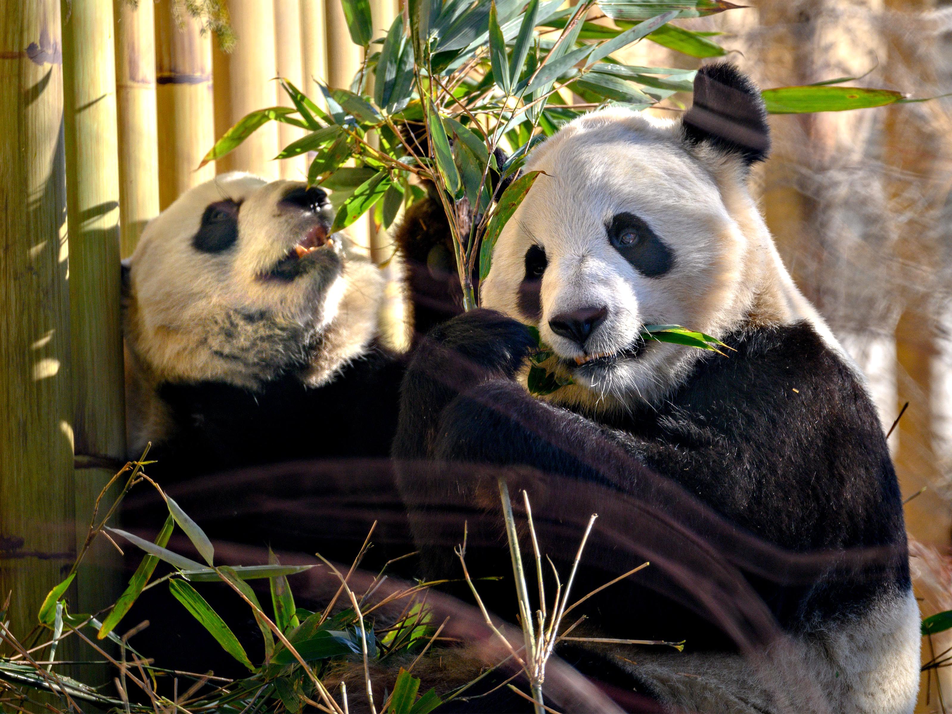 Coronavirus Calgary Zoo To Reopen On May 23 But You Won T Get To Say Bye To The Giant Pandas Calgary Globalnews Ca