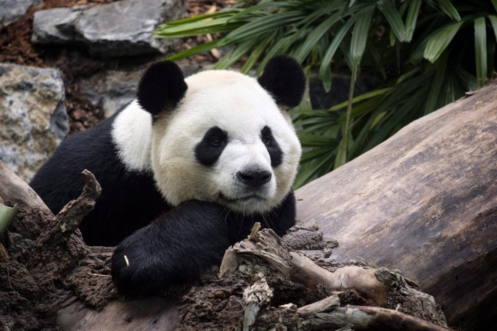 Welfare of giant pandas stuck at Calgary Zoo ‘in jeopardy’ amid dwindling bamboo supply