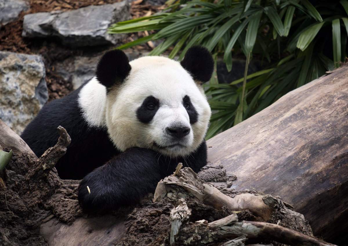 Da Mao, an adult male panda bear, looks on at the Calgary Zoo during the opening of its giant panda habitat, Panda Passage, on Monday, May 7, 2018.