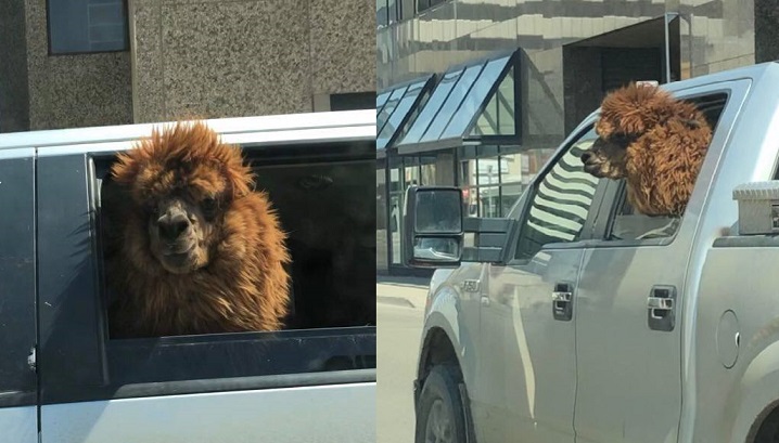A video of an alpaca named Chewy riding in the back seat of truck down Broad Street in Regina has gone viral. 