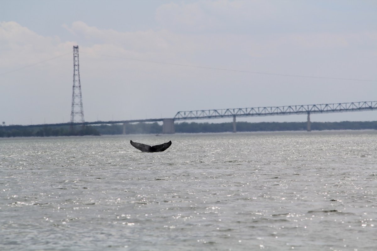 A humpback whale has been spotted in the Saint-Lawrence river in Quebec. Thursday MAy 28, 2020.