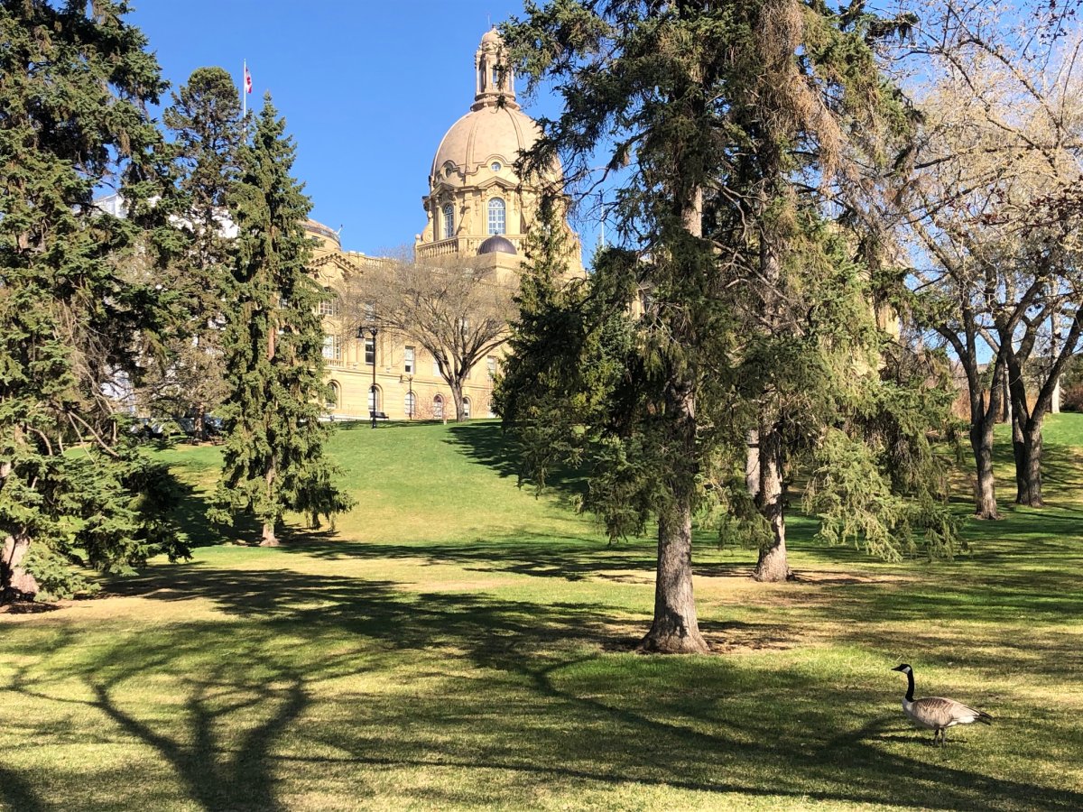 A goose stands in front of the Alberta legislature on Wednesday, May 6, 2020.