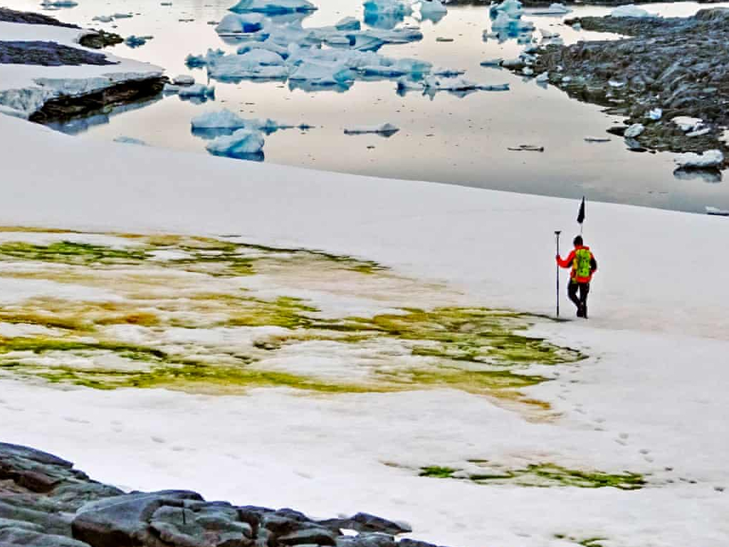 Climate Change Turns Parts Of Antarctica Green: ‘Beginning Of A New ...