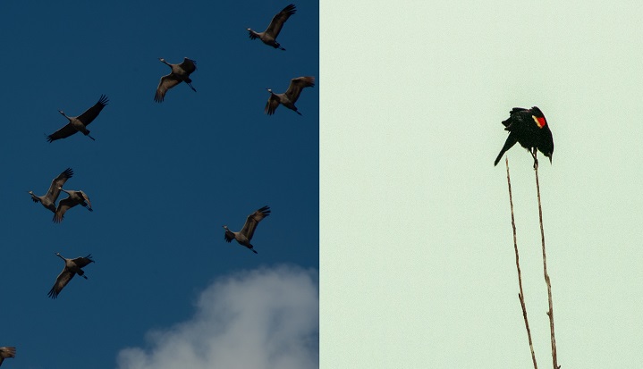 Amidst the coronavirus pandemic, Nature Saskatchewan is going virtual to celebrate World Migratory Bird Day.