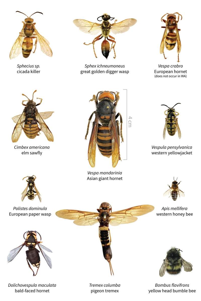 This handout chart shows the Asian giant hornet compared to other North American insects.